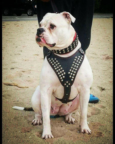 Star harness