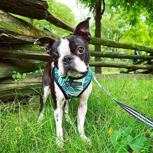 Adjustable Dog Harness and Leash Set