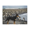 Australian Kelpie Blanket