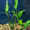Mystery Anubias