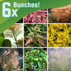 Grower's Choice High Light Plants (6 Bunches)