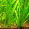Jungle Vallisneria 3 Pack
