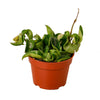Hoya Rope Plant
