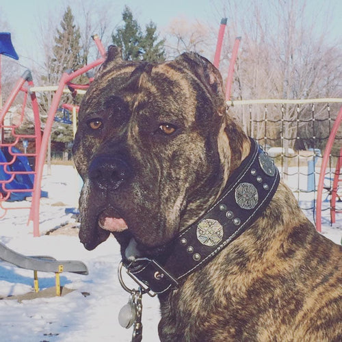 The Maximus collar 2.5 inch wide black & silver