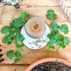 Cooking Herbs Seed Collection