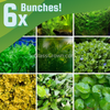 Grower's Choice Low Light Plants (6 Bunches)