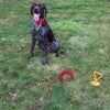 Boss Pet Tie-Out Cable for Large Dogs Up to 60lb 30ft Twin Swivel w/ Spring