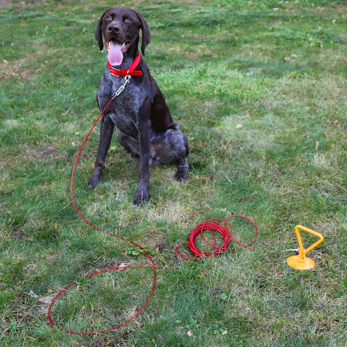 Boss Pet Tie-Out Cable for Large Dogs Up to 60lb 30ft Twin Swivel w/ Spring