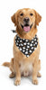 Piccardmeds4pets Digi-Eaze Probiotic Paste for Dogs Easy Dosing 30cc + FREE Bandana!
