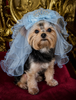 Pink Blue Tulle Tiara Pet Veil Headpiece