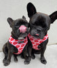 Luxury Red Lips Breathable Mesh Harness Chest Back + Traction