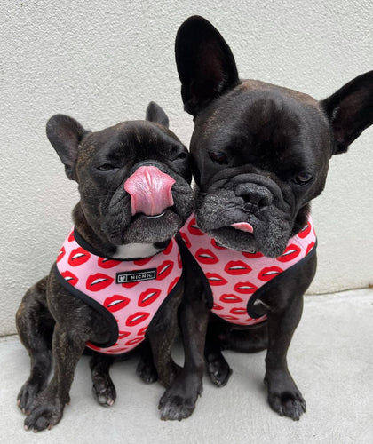 Luxury Red Lips Breathable Mesh Harness Chest Back + Traction