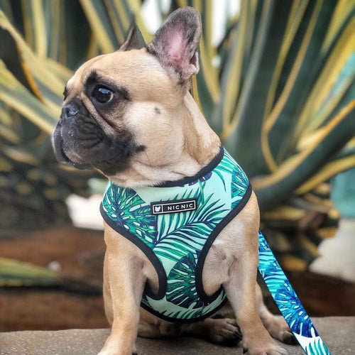 Adjustable Dog Harness and Leash Set