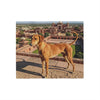 Banjara Hound Blanket