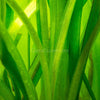 Jungle Vallisneria 3 Pack