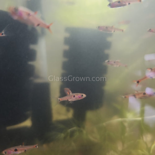Spotted Rasboras 6 Pack