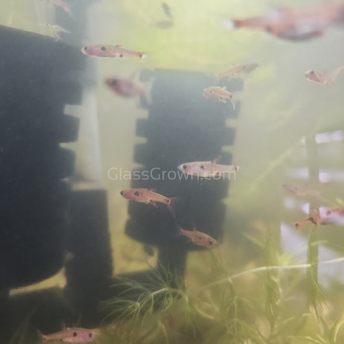 Spotted Rasboras 6 Pack