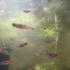 Spotted Rasboras 6 Pack
