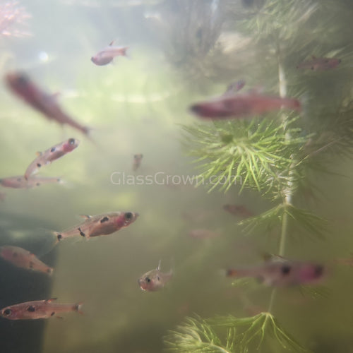 Spotted Rasboras 6 Pack