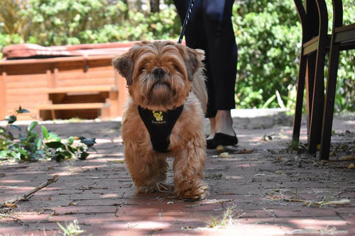 Black Dog Leash by EcoBark - Comfort Grip Padded Leash - 5ft for Small and Medium Dogs