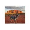 Australian Stumpy Tail Cattle Dog Blanket