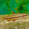Golden Pencilfish 6 Pack