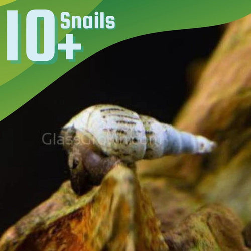 Malaysian Trumpet 10+ Snails