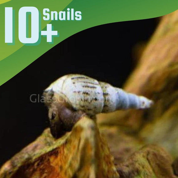 Malaysian Trumpet 10+ Snails
