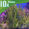 True Sagittaria Subulata 10 Plants