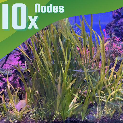 True Sagittaria Subulata 10 Plants