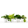 4 Different Pothos Plants in 4 Pots - Live House Plant