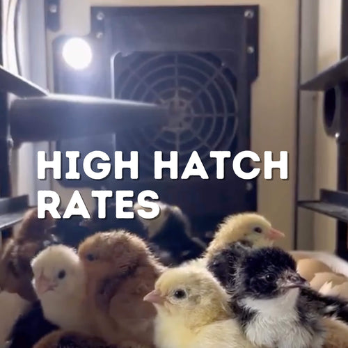 180 Eggs Incubator Kit (120 Set + 60 Hatch)