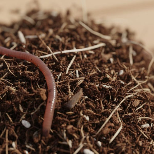 Memes VermiFusion Blend Worm Bedding