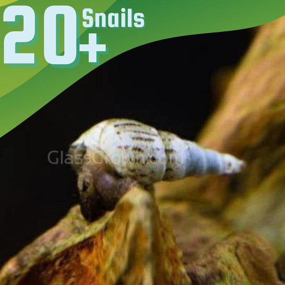 Malaysian Trumpet 20+ Snails