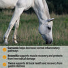 Absorbine Bute-Less Performance Comfort & Recovery Support Pellets 3.75 lbs.