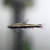 Golden Pencilfish 6 Pack