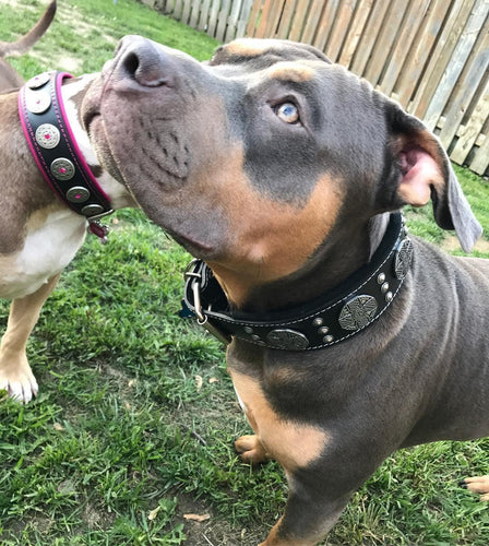 The Maximus Silver leash