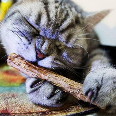 5 PCS Matatabi Catnip Chew Toy