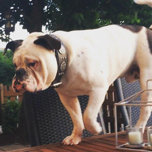 The Maximus Silver leash