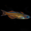Red Neon Blue Eye Rainbowfish 6 Pack