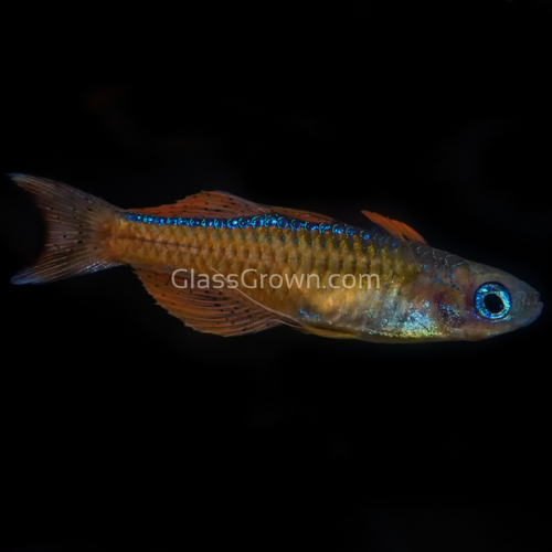 Red Neon Blue Eye Rainbowfish 6 Pack