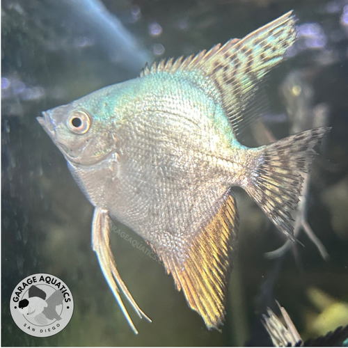 Assorted Fancy Angelfish Live Fancy Fish – Pinoy Blue Leopard Smokey Angelfish, Rare Line-Bred ...