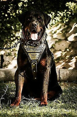 The Metal harness- Personalized!