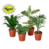 3 Tropical Plant Variety Bundle