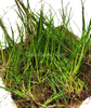 Dwarf Hairgrass 4 Coco Mat