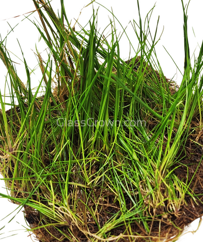 Dwarf Hairgrass 4 Coco Mat