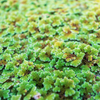 Azolla Fairy Moss Floaters 2oz Portion