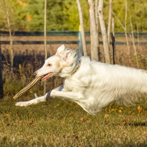 Non Toxic Dog Toy - ECO-FETCHIN' STICK - Eco Friendly