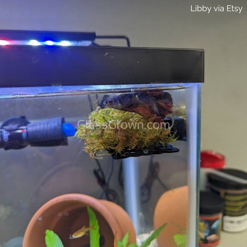 Christmas Moss 2oz Portion