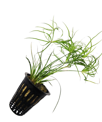 Potted Juncus Repens
